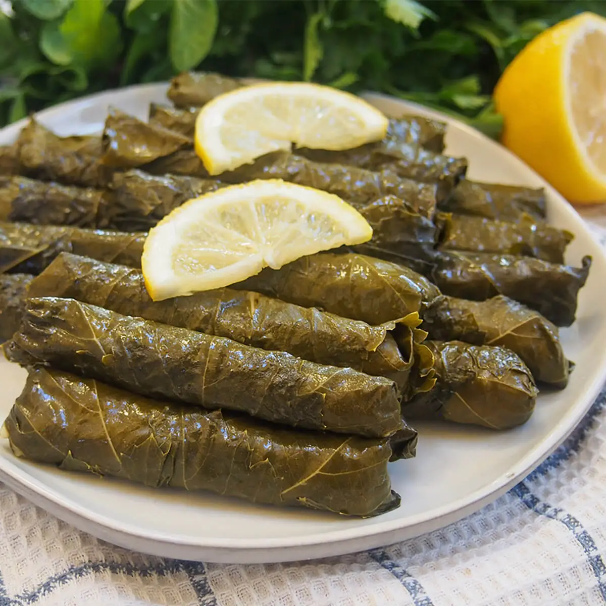 Dolma